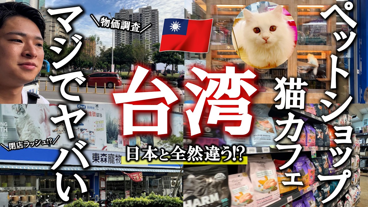 【猫好きの天国!?🇹🇼】台湾でペットショップ・猫カフェ巡りしてみた結果が色々な意味で凄すぎた、、、！