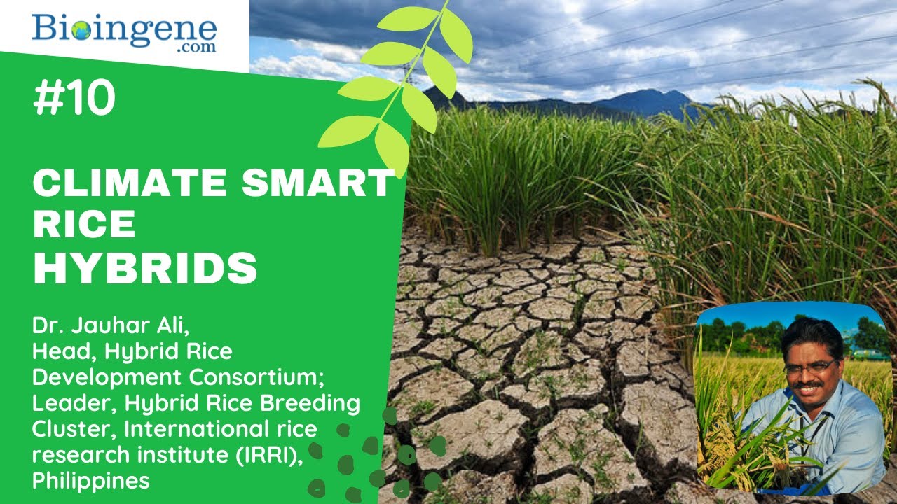 Webinar on Climate Smart Rice Hybrids by Dr. Jauhar Ali, IRRI, Philippines.