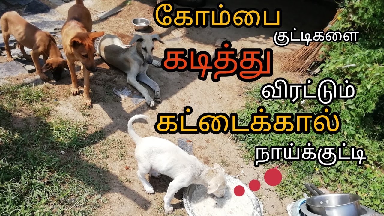 most AGGRESSIVE kattaikaal dog