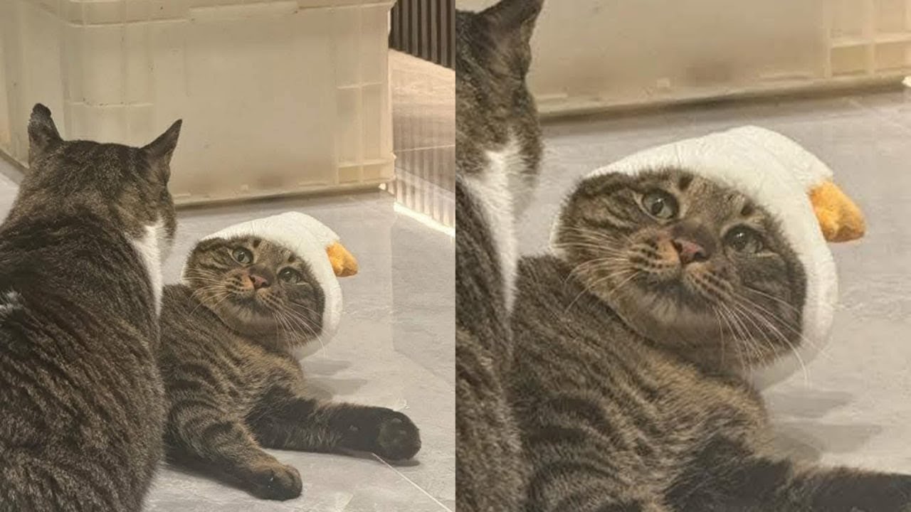 Кошки просто делают то, что у них получается лучше всего 🤣 Смешные видео с кошками 2025 🐱 Часть 90