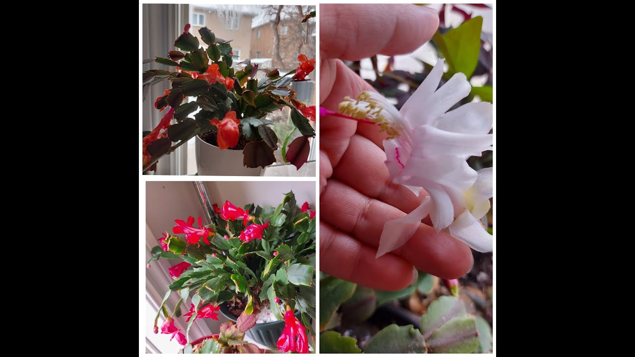 THANKSGIVING CACTUS UPDATE