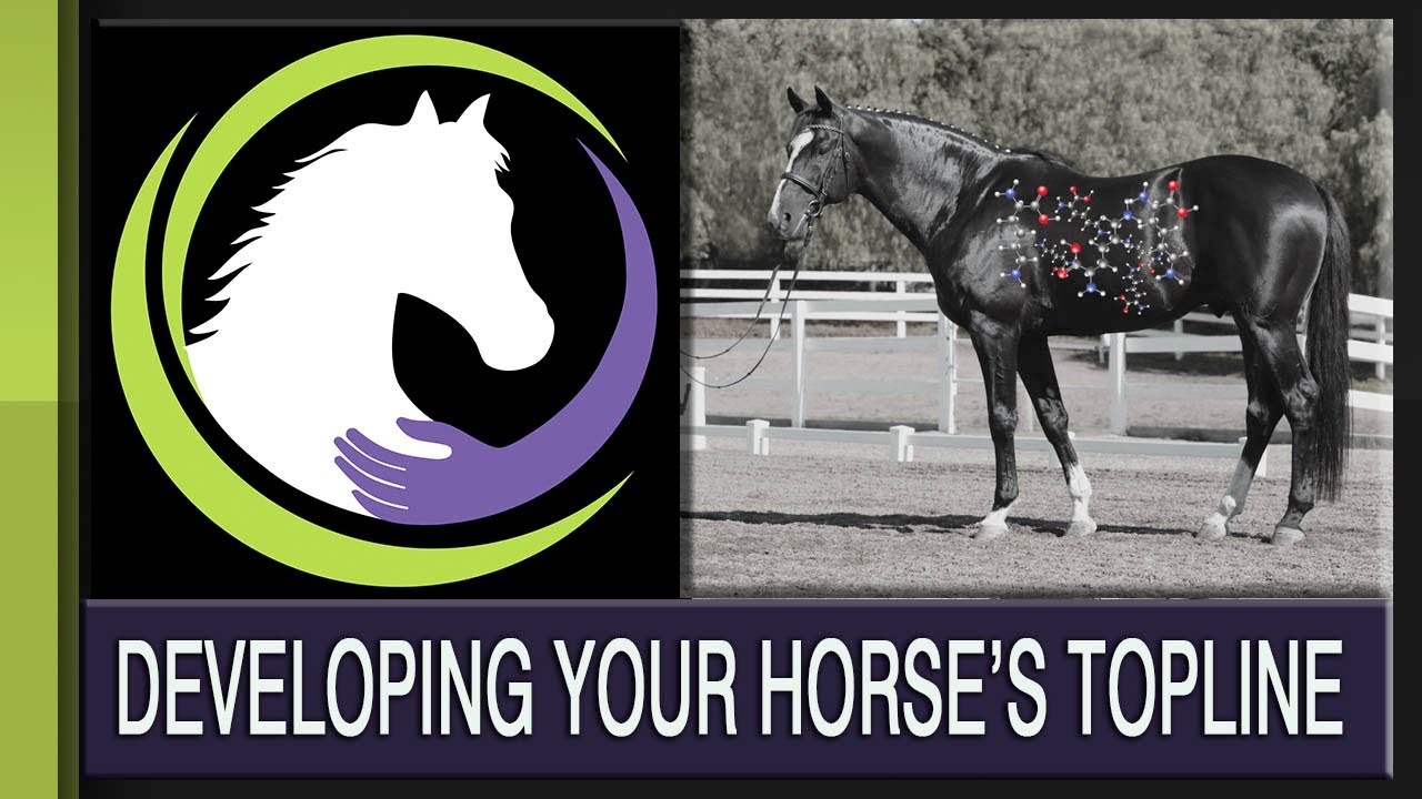 Developing Your Horse's Topline: The Role of Nutrition
