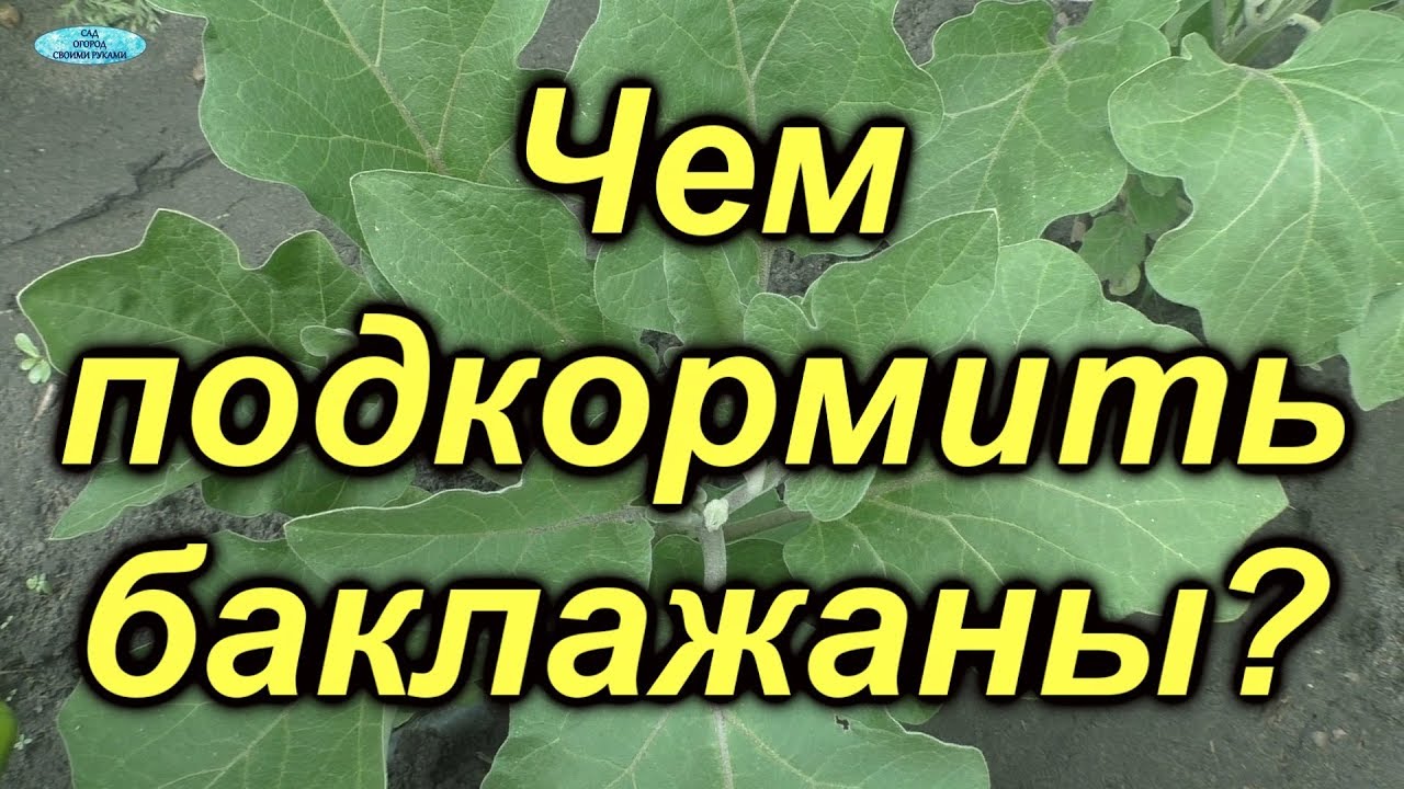 Баклажаны ломятся от урожая от ЭТОЙ подкормки!!