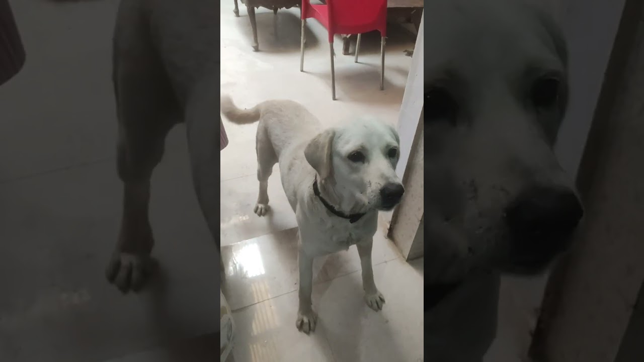 Oreo shop pe jaker bread leker aaye #labrador #doglife#dogvideos #lifeisbutadream 