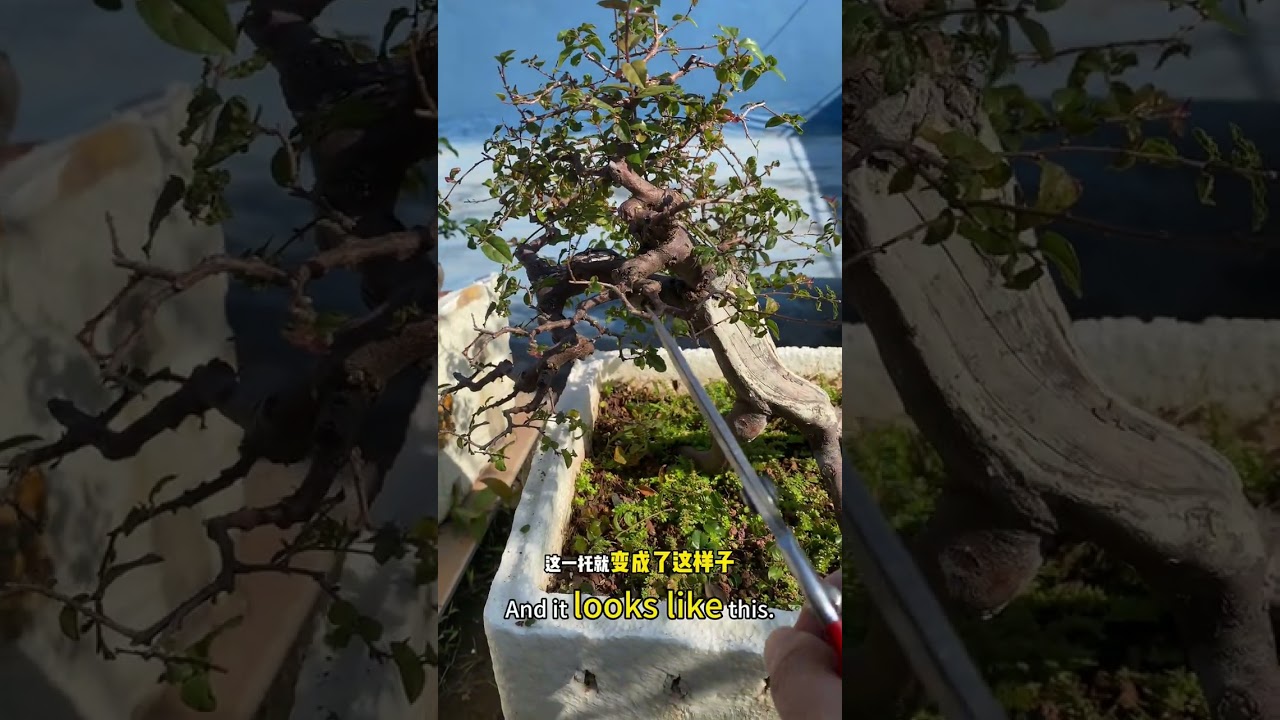 Detailed Sageretia Bonsai Pruning &mdash; Step-by-Step Branch Selection