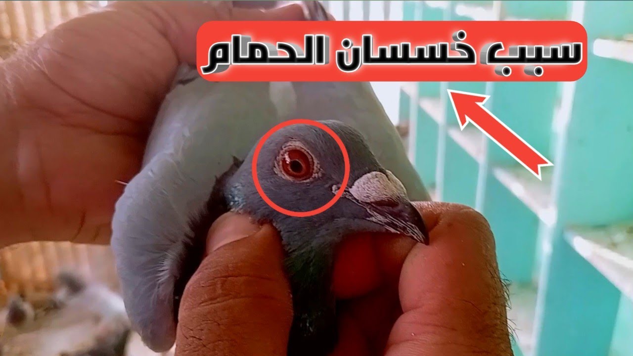اسباب انحراف(خاسس) الحمام الزاجل