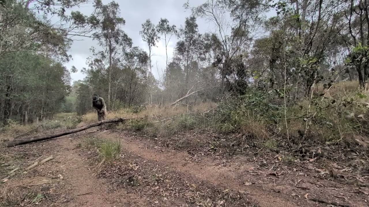 Some more Hardwood felling along the fenceline #farmlife