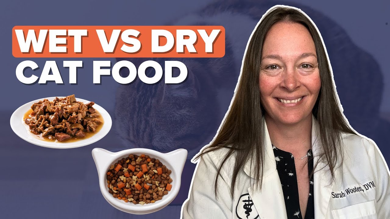 Wet vs Dry Cat Food | Which is Best for Your Cat’s Health?