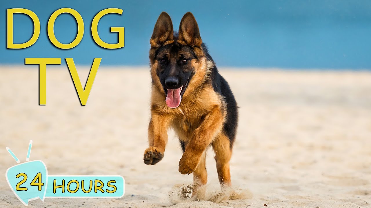 DOG TV: Video Entertainment Say Goodbye to Stress & Anxiety for Dog When Home Alone - Music for Dogs
