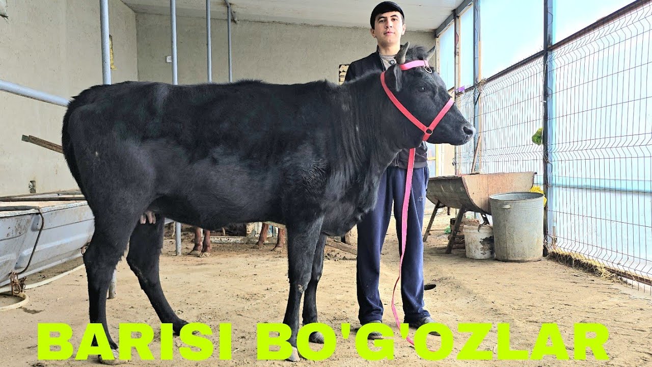 Ismatjon ukamizdan yangi partiya bo'g'oz va ona bola sigirlar 5 февраля 2026 г.