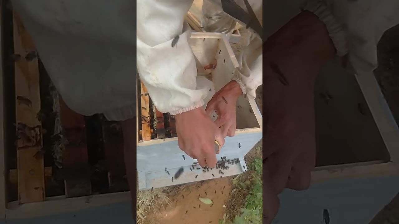 ضغط النحل