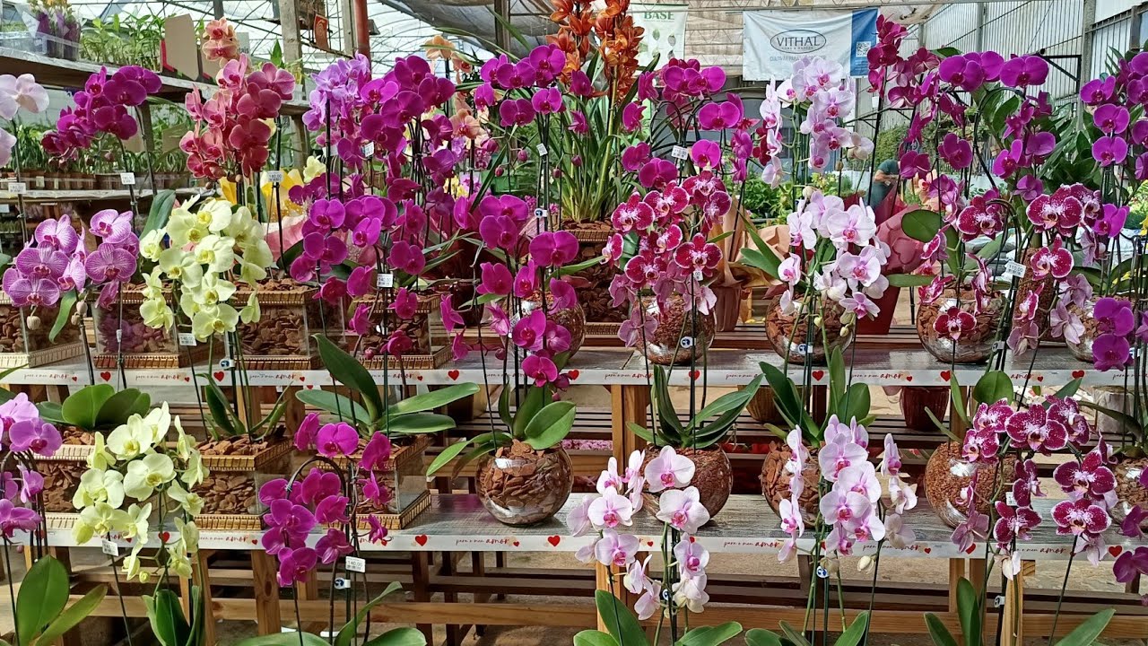 GALPÃO DAS PLANTAS  JACU PÊSSEGO LINDAS  PHALAENOPSIS,DIVERSAS PLANTAS#plantas #flores #video
