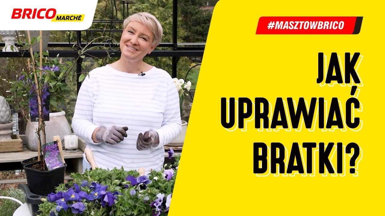 Jak uprawiać bratki? Kompozycje na balkon i do ogrodu
