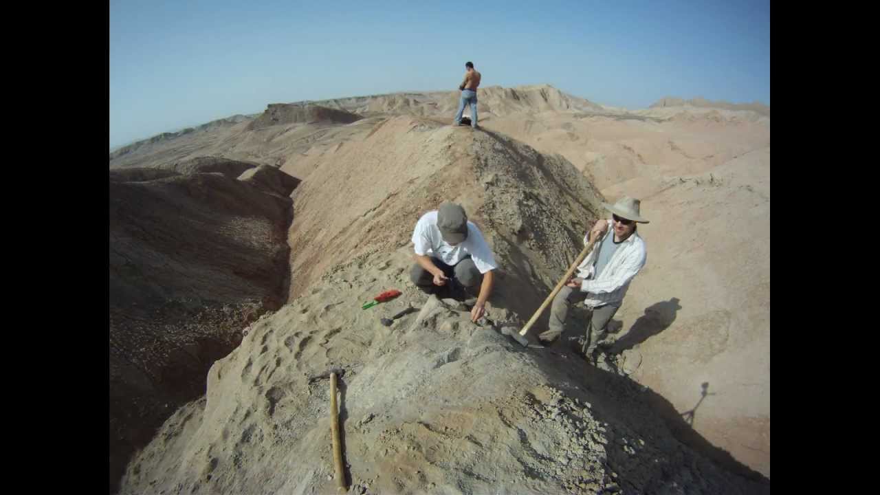 Time lapse: Fossil turtle shell excavated by three turtle researchers