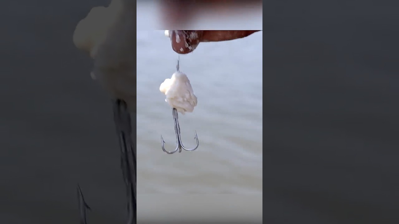 Unique way of Mullet Fish Fishing  #fishingtecnique #fishing  #bestfishingtechniques
