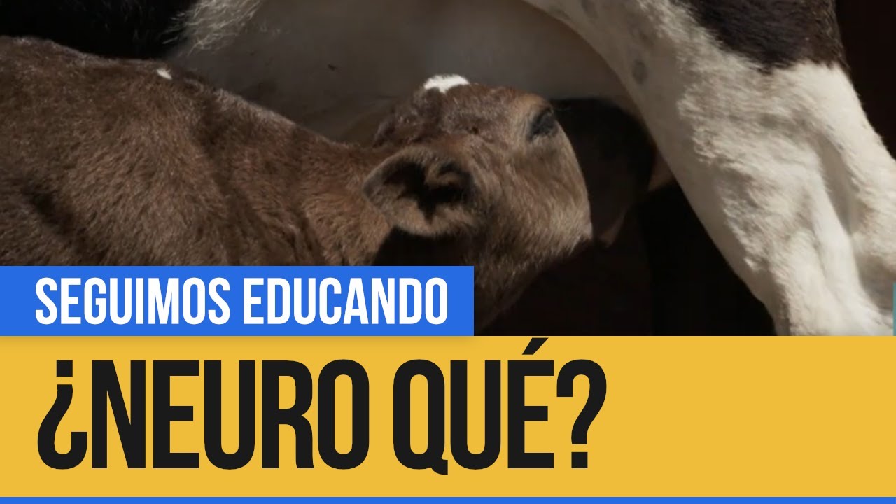 ¿Neuro qué?: Los animales - Seguimos Educando