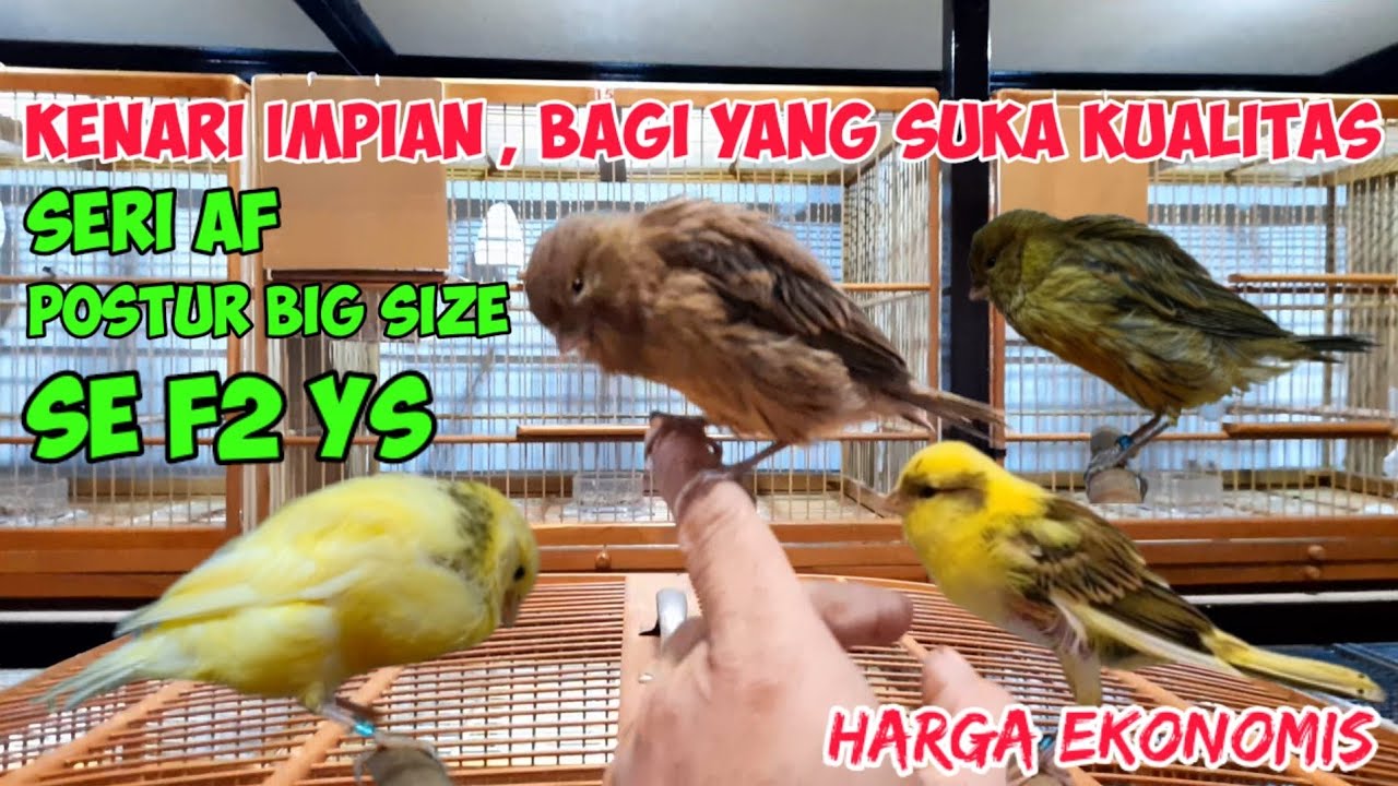 Kenari Impian ❗️Murni Seri Af,Postur Big Size Se F2ys #kenari #kenarigacor #kenarimania #yorkshire