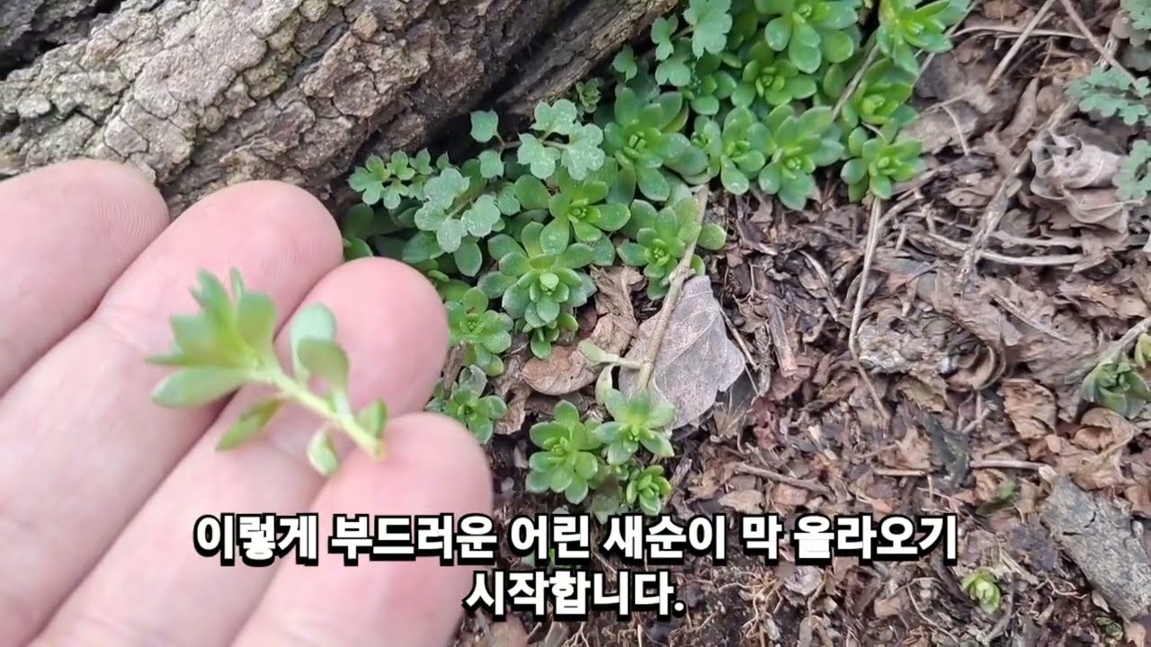 돌나물(석상채),봄나물보약~간암,골다공증,고지혈증치료 tv방영~이 나물은?