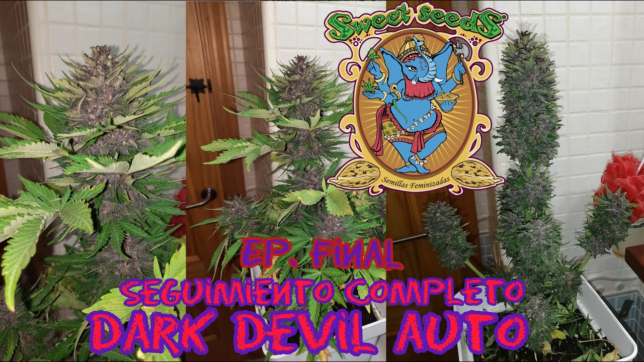 EP. FINAL: Seguimiento Completo Dark Devil Auto Sweet Seeds // Lista para cortar