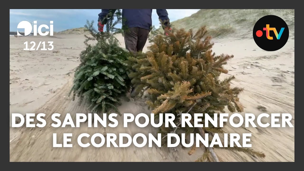 Des sapins de Noël pour préserver les dunes du littoral