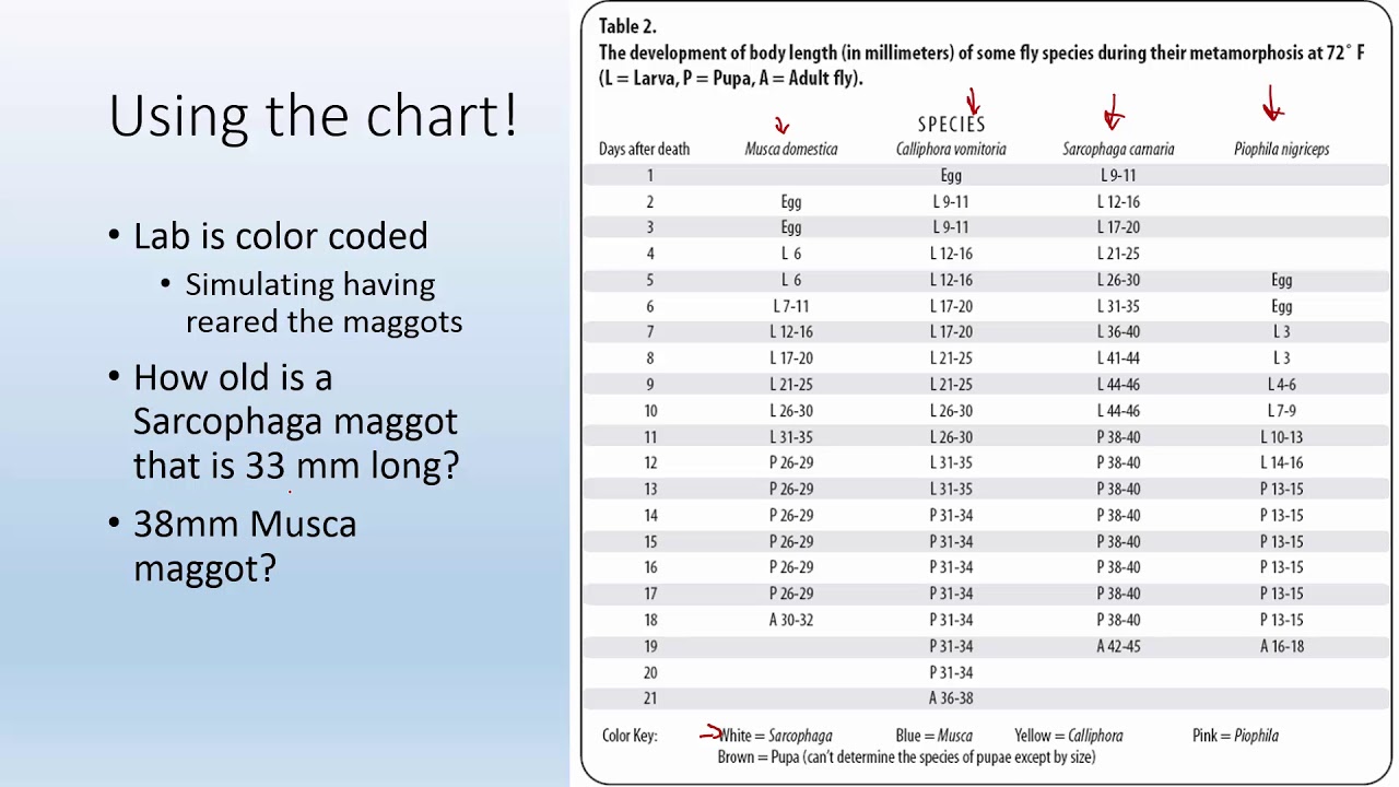 Using Maggot Size to Estimate PMI