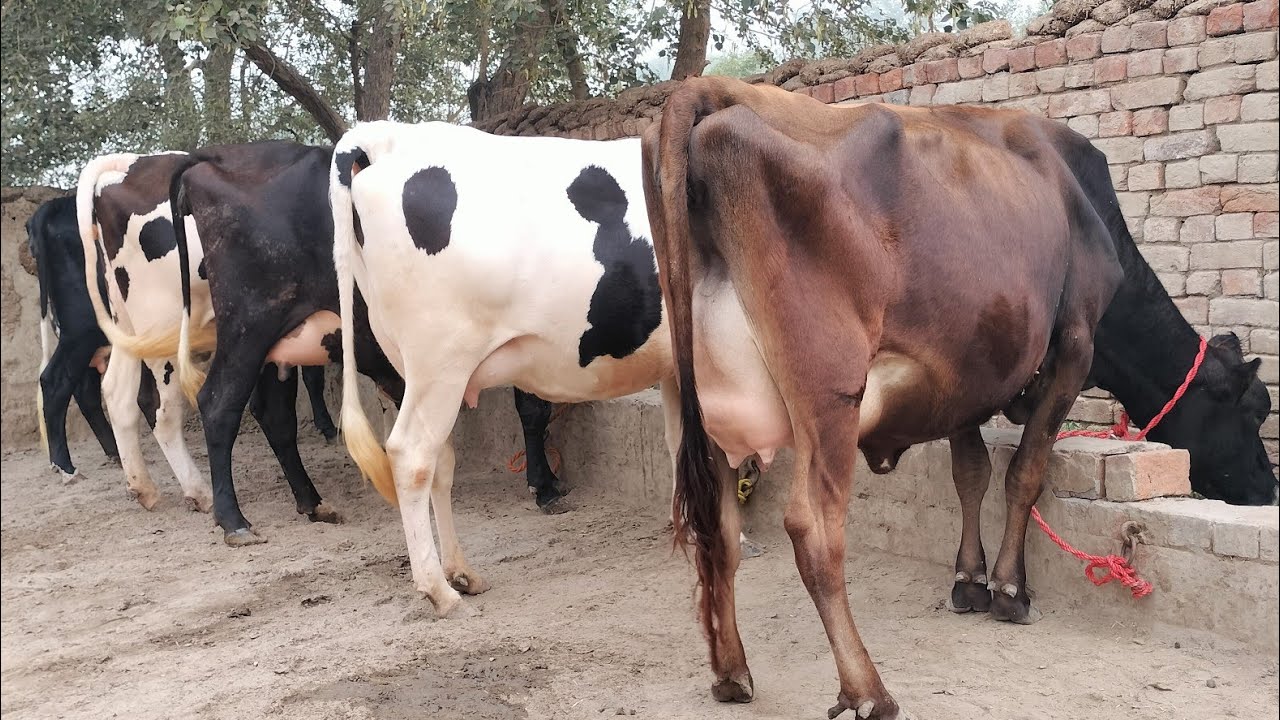 pure jarsi cow | chulstani cross cow | shaiwal walati cross cow for sale 07/11/2024