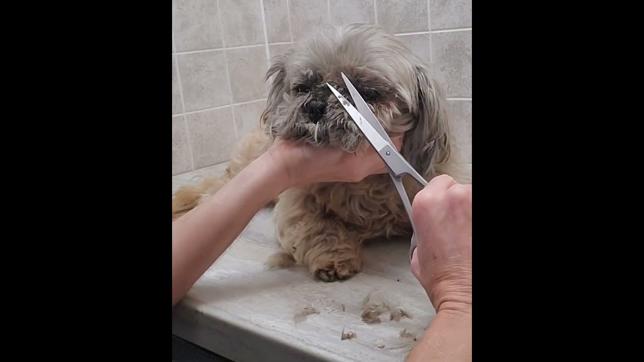 How to trim a Shih-Tzu's overgrown face, pluck the ears & trim paws & nails, dog grooming from home