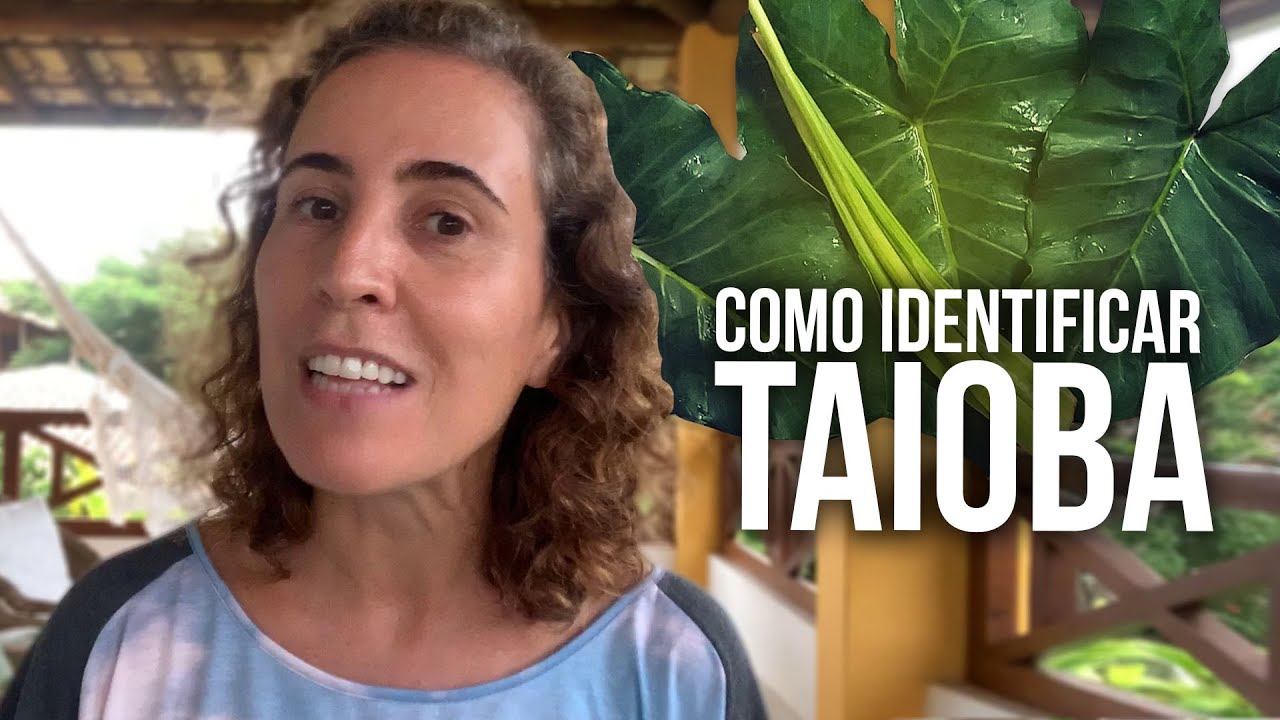 ⚠ TAIOBA - GUIA COMPLETO DE IDENTIFICAÇÃO E CULTIVO | Nô Figueiredo