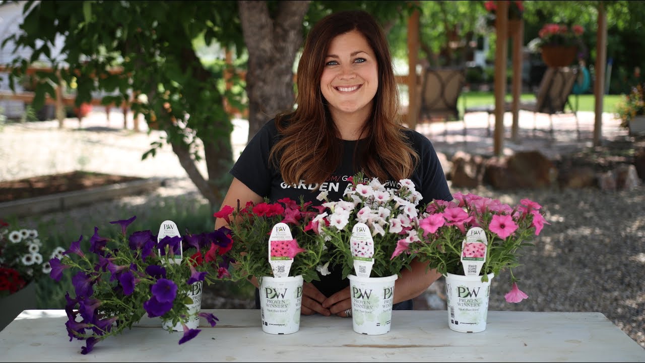 How to Have Success with Supertunias // Garden Answer