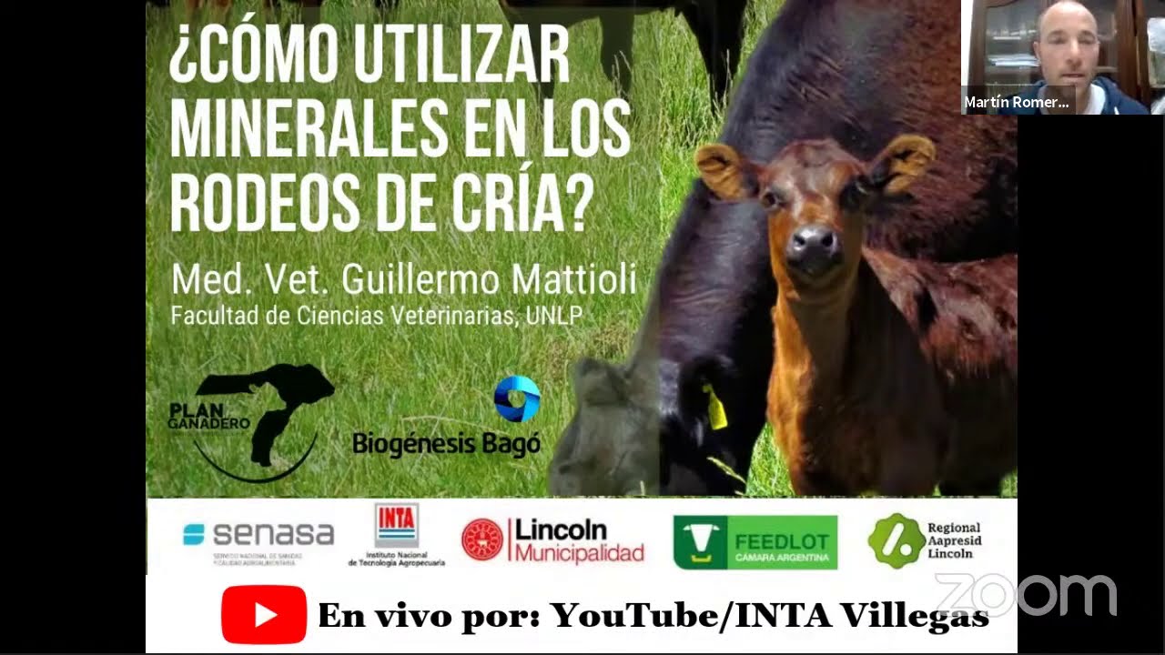 ¿Cómo utilizar minerales en los rodeos de cría?