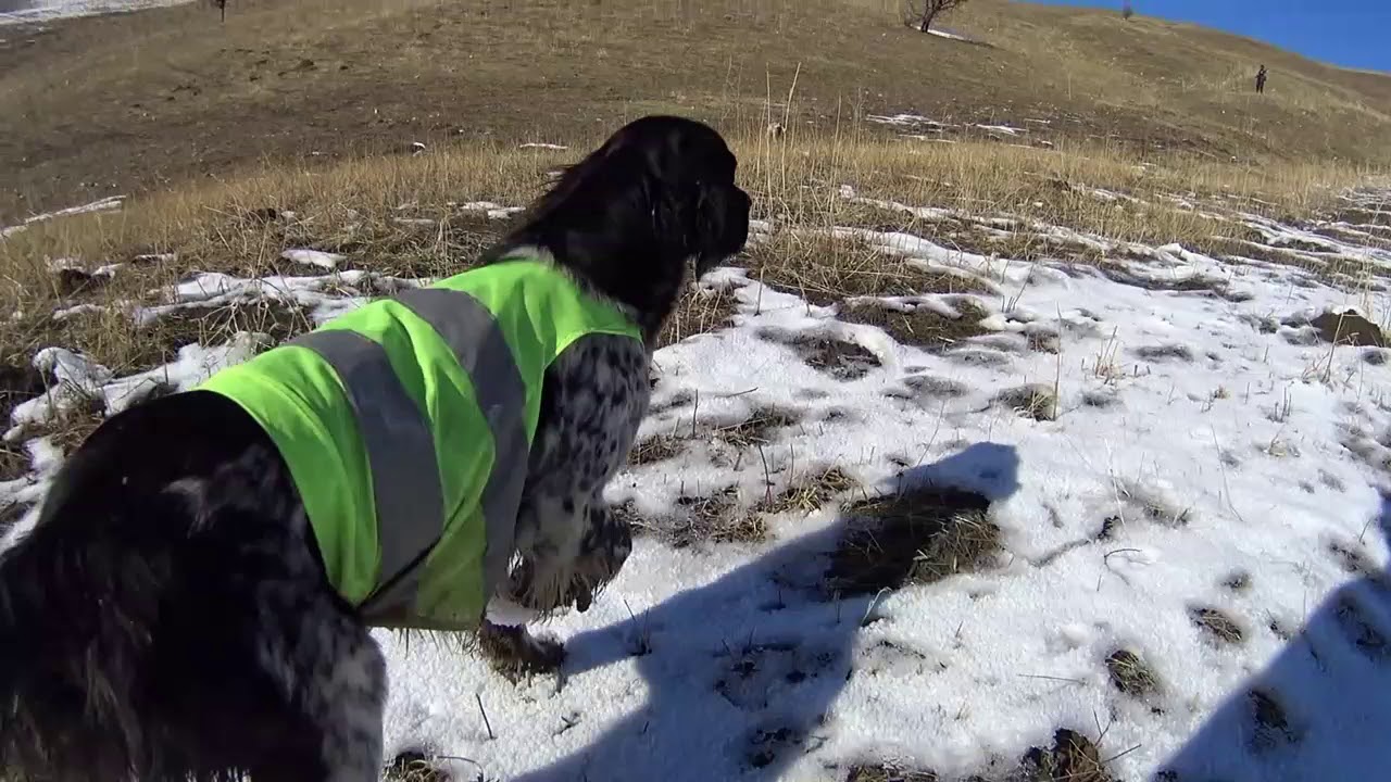 Radentis setter Maya, Dualpointer Rita çil avı