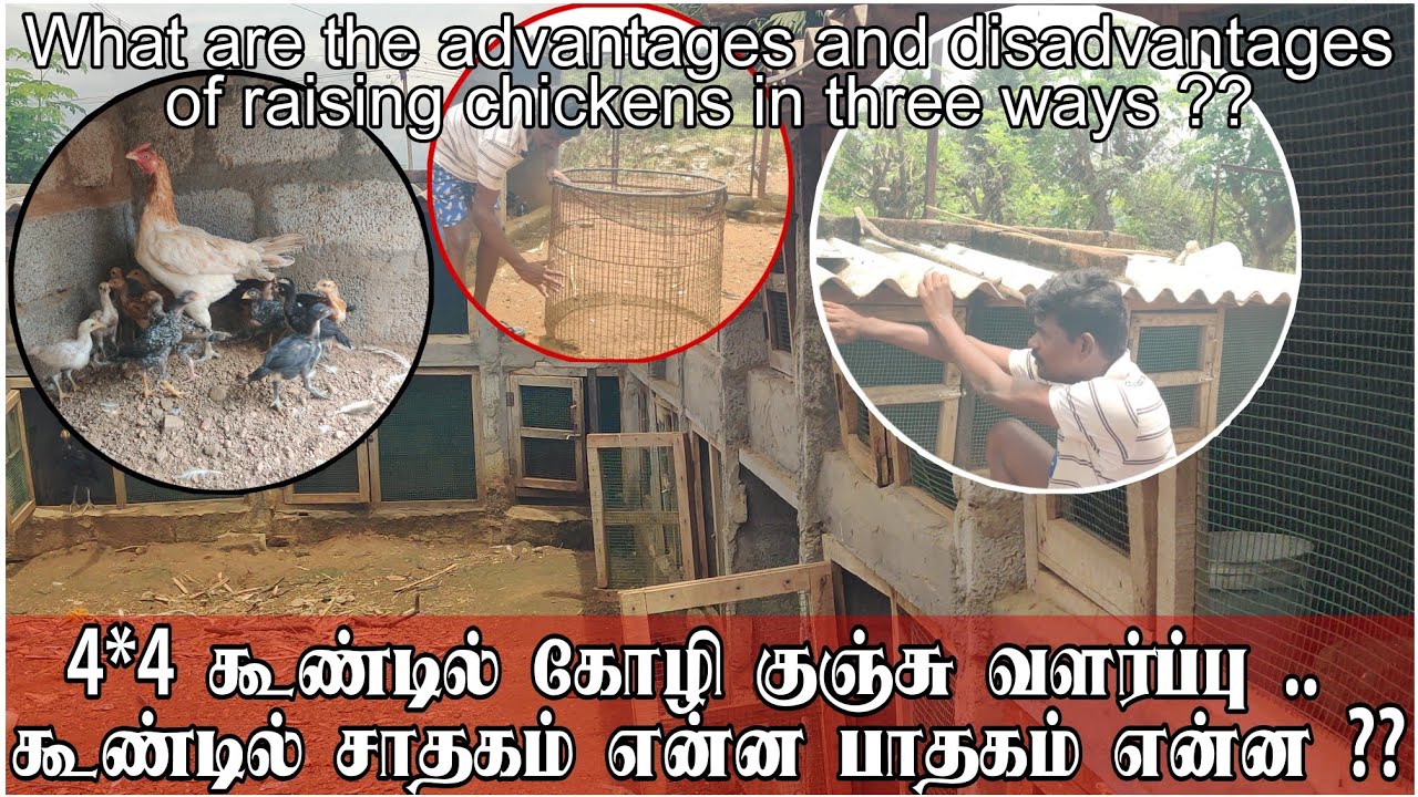கூண்டு முறையில் குஞ்சு வளர்ப்பு நன்மை தீமை / Wat are the advantages nd disadvantages cage rearing ??
