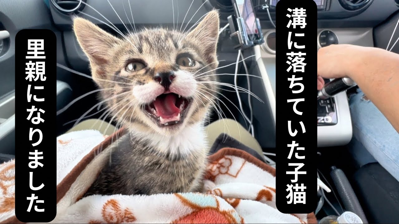 【緊急】溝落ちて泥まみれになっていた子猫をお迎えしました