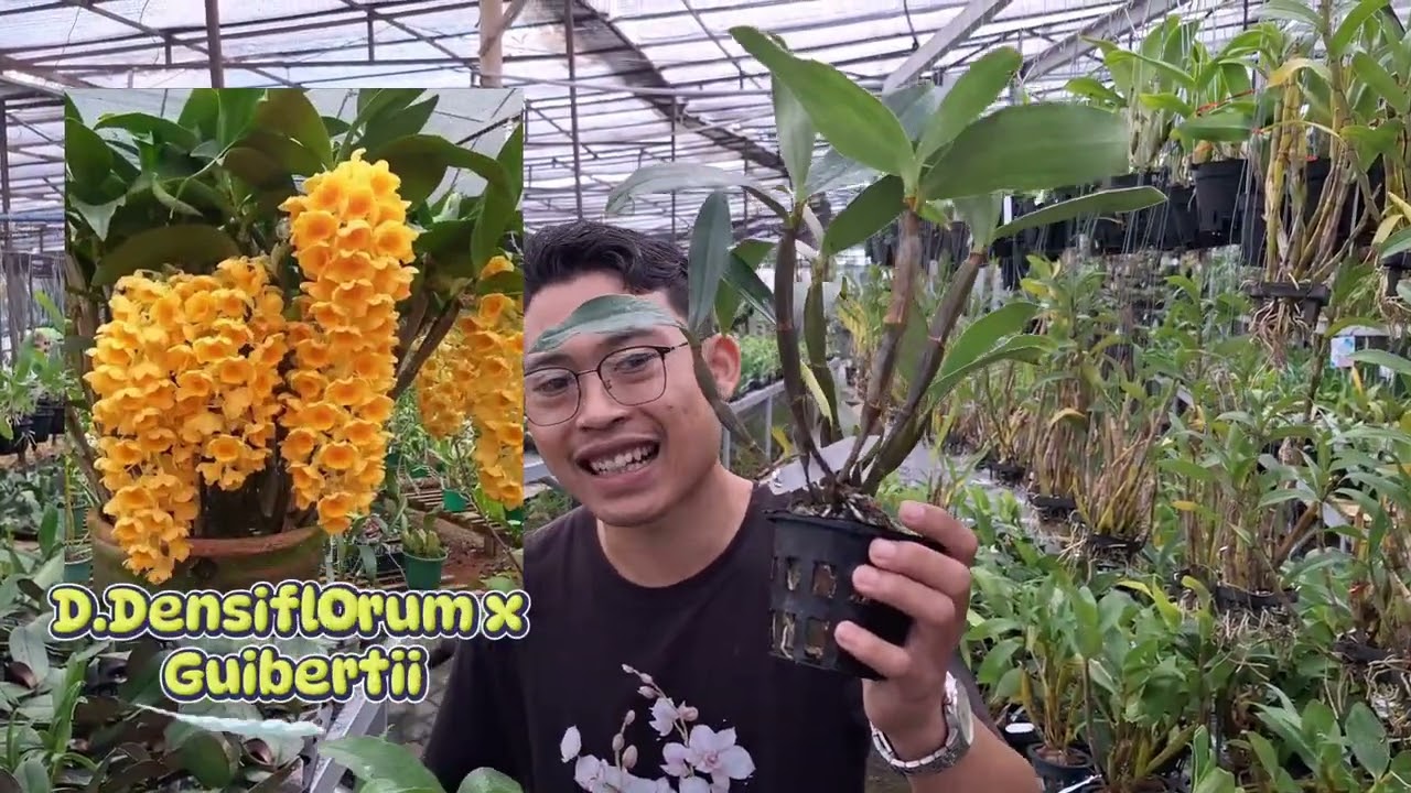✅️Anggrek impor koleksi terbaru yg Wajib Di Miliki😻Memiliki Bunga Harum Dan Kemruyuk🥳
