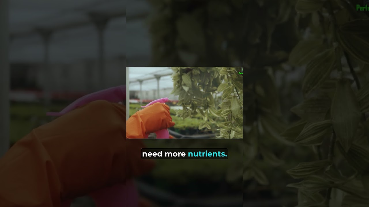 Do Clones Need Nutrients After Cutting from Mom Plants?
