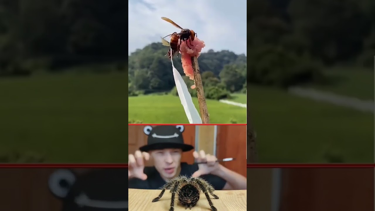 азиатский шершень #насекомые #полезно #интересно #википедия #паук #пчела #популярное #рекомендации