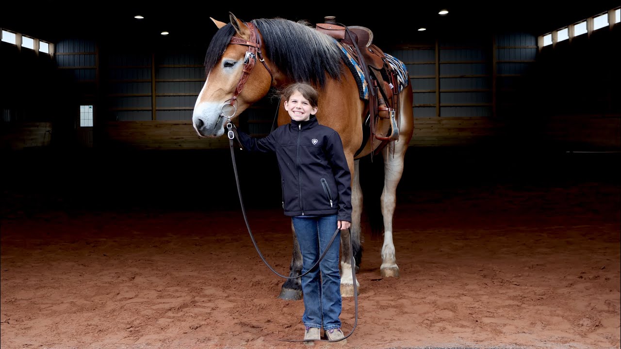 Lloyd | 4 YRO | 16.1 HH | Draft X | Gelding