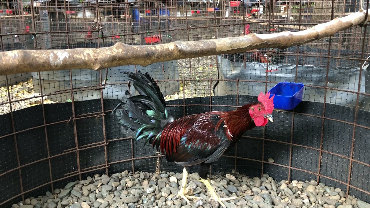 Hermosos pollo jóvenes de donde Gabriel Yannie llenando sus pluma