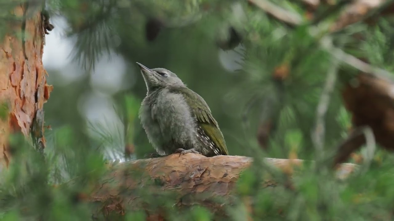 Седой дятел и белка Picus canus  & squirrel