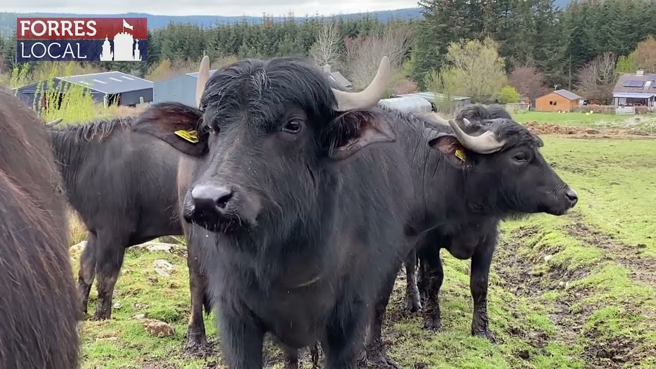 Buffalo at Thorabella Farm, Dallas, Moray