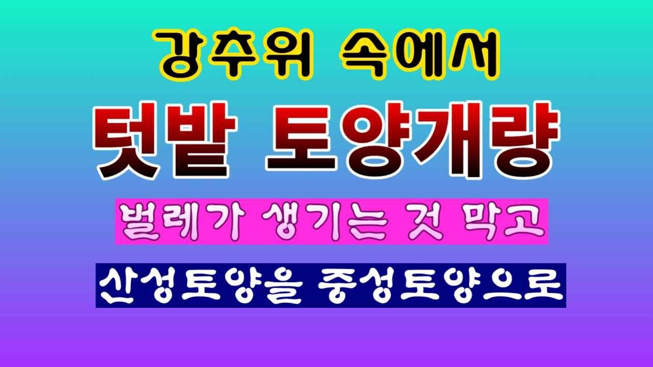 [텃밭농부 2,135]  강추위 속에서 토양개량작업. 해충은 줄이고 토양은 중성토양으로! 