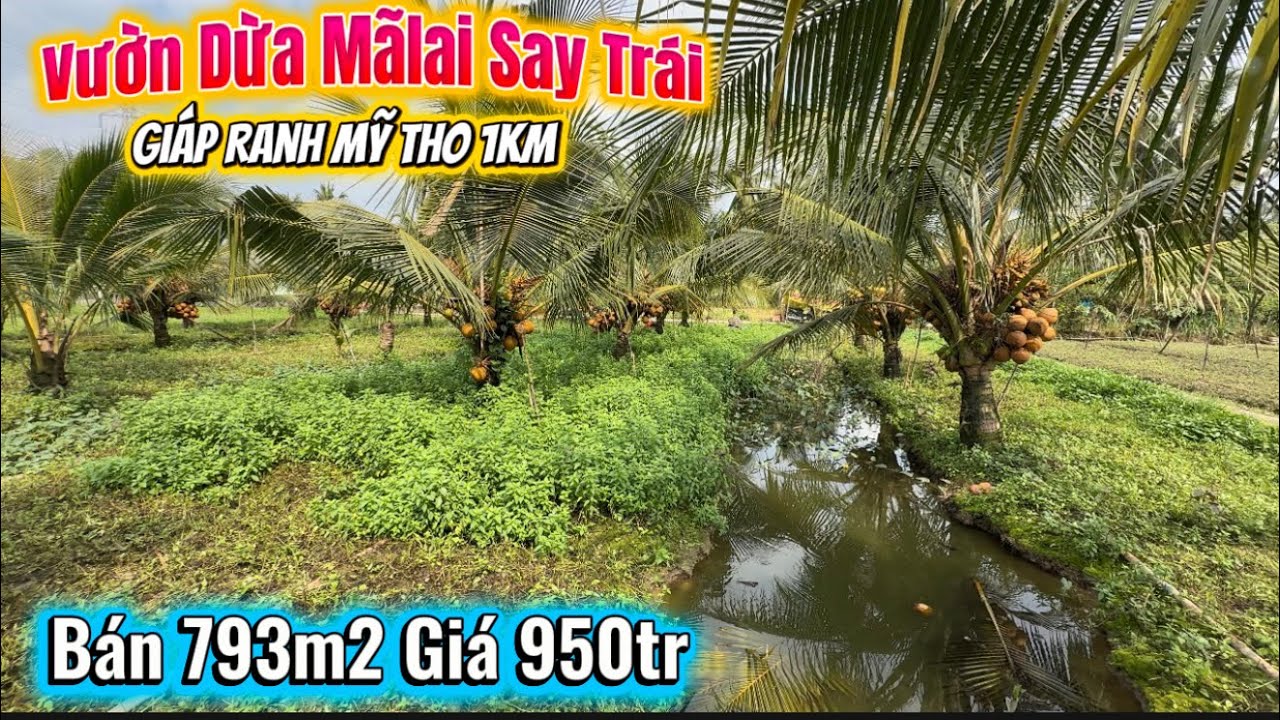 Tập 3596 Bán Vườn Dừa Mãlai 800m2 Giá 950tr sát bên QL1A - giáp ranh Tp Mỹ Tho 