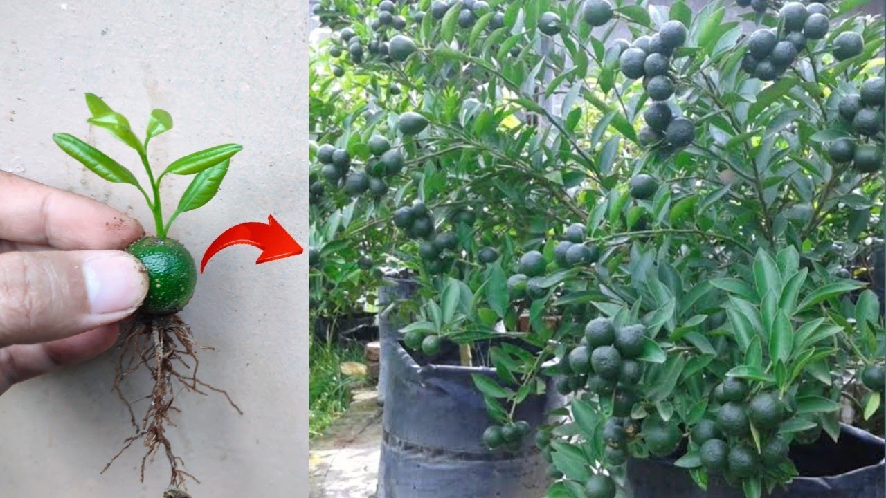 Best skills: How to grow calamansi tree from calamansi fruit in pots