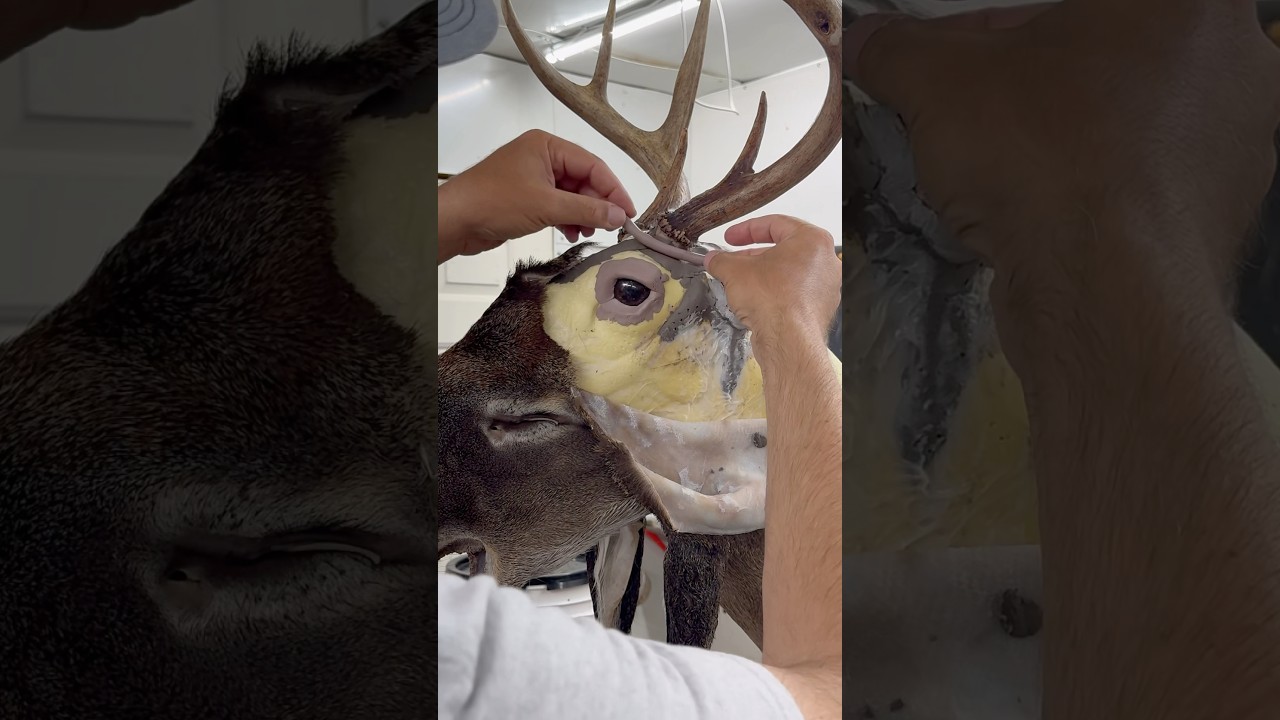 Nice Alabama 8 point #whitetail #deer #taxidermy #hunting #thecedarridgechronicles
