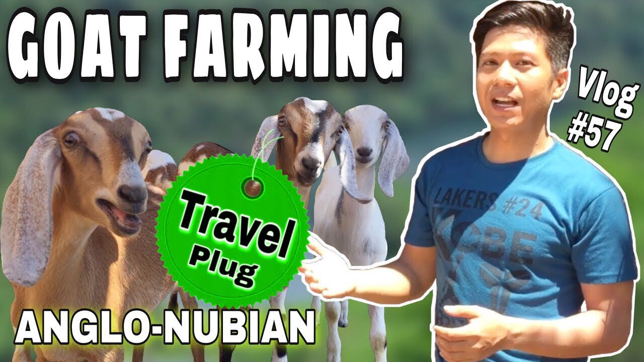 CABOG'S GOAT FARM | GOAT FARMING IN NUEVA ECIJA | AMERICAN ANGLO-NUBIAN GOATS | KUYA JIMBOI VLOG #57