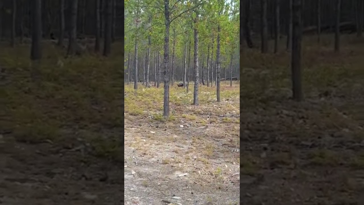 Giant wolf charges at dog