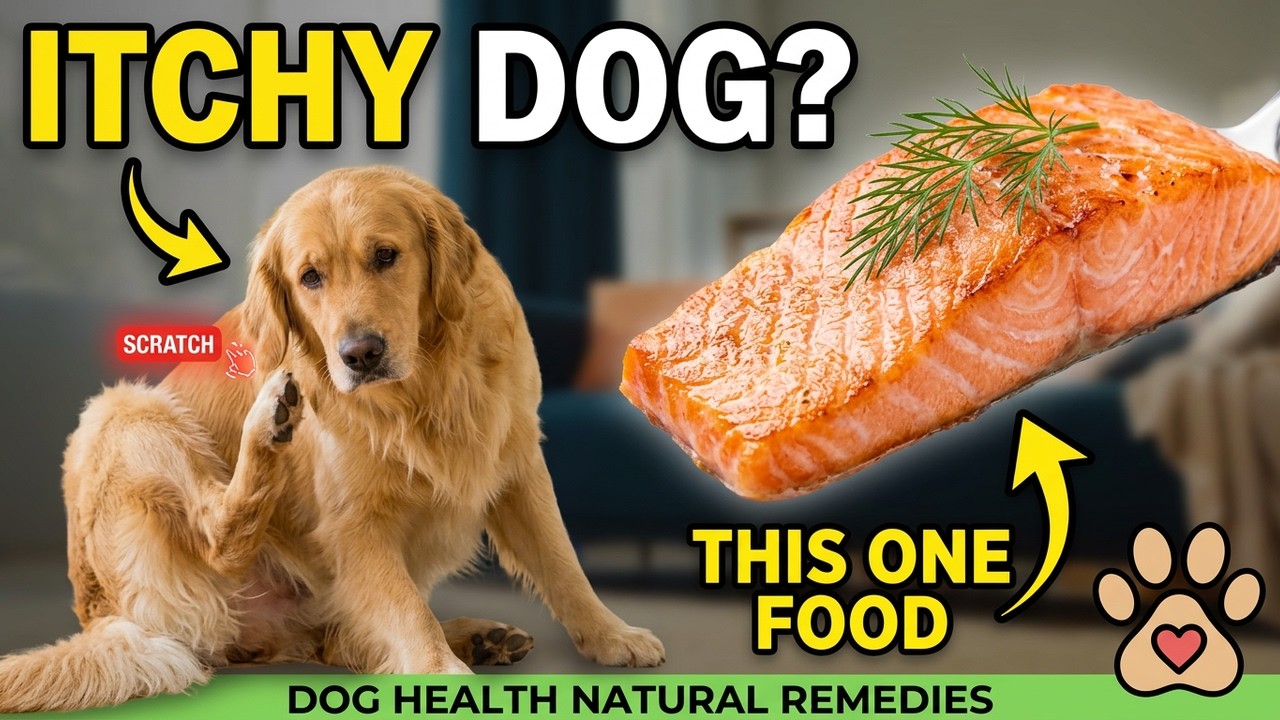 Dog Keeps Scratching? This One Food Changes Everything