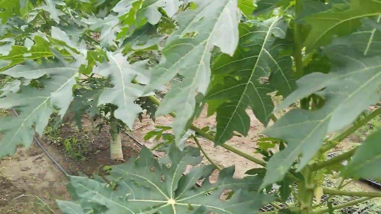 आज 4/07/2025 को हमने पपीते में 19:19:19 की ड्रीचिंग और कीटनाशक व फंगी साईड का स्प्रे किया ।