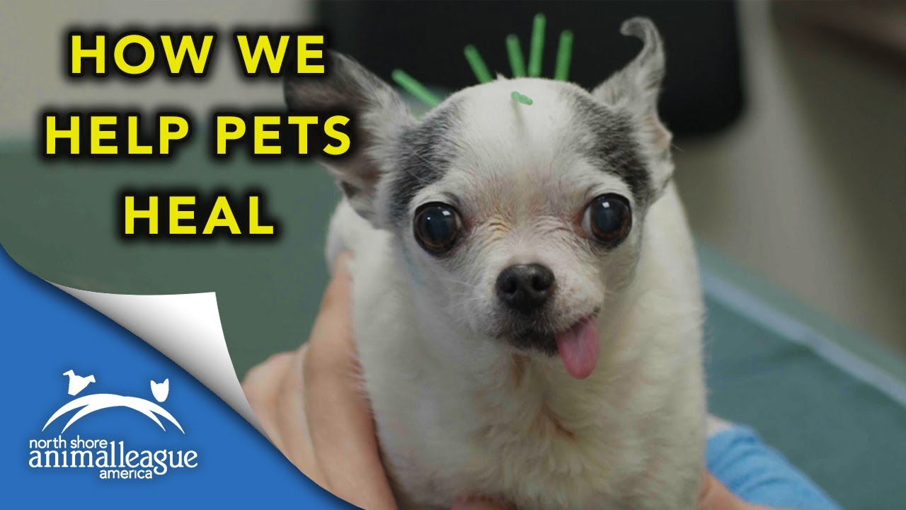 Pet Health Centers Advanced Animal Care Therapies | North Shore Animal League America