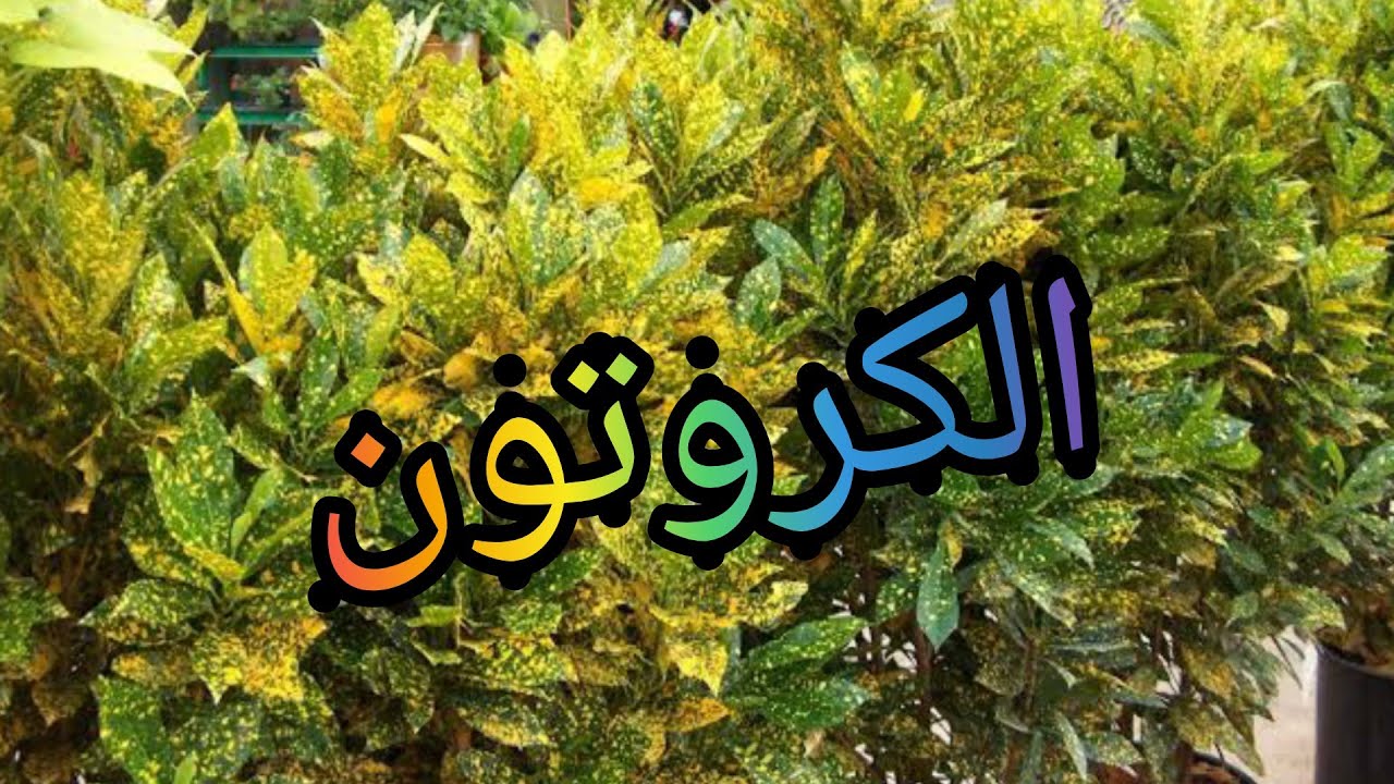 كيفيه اكثار نبات الكروتون العدسي